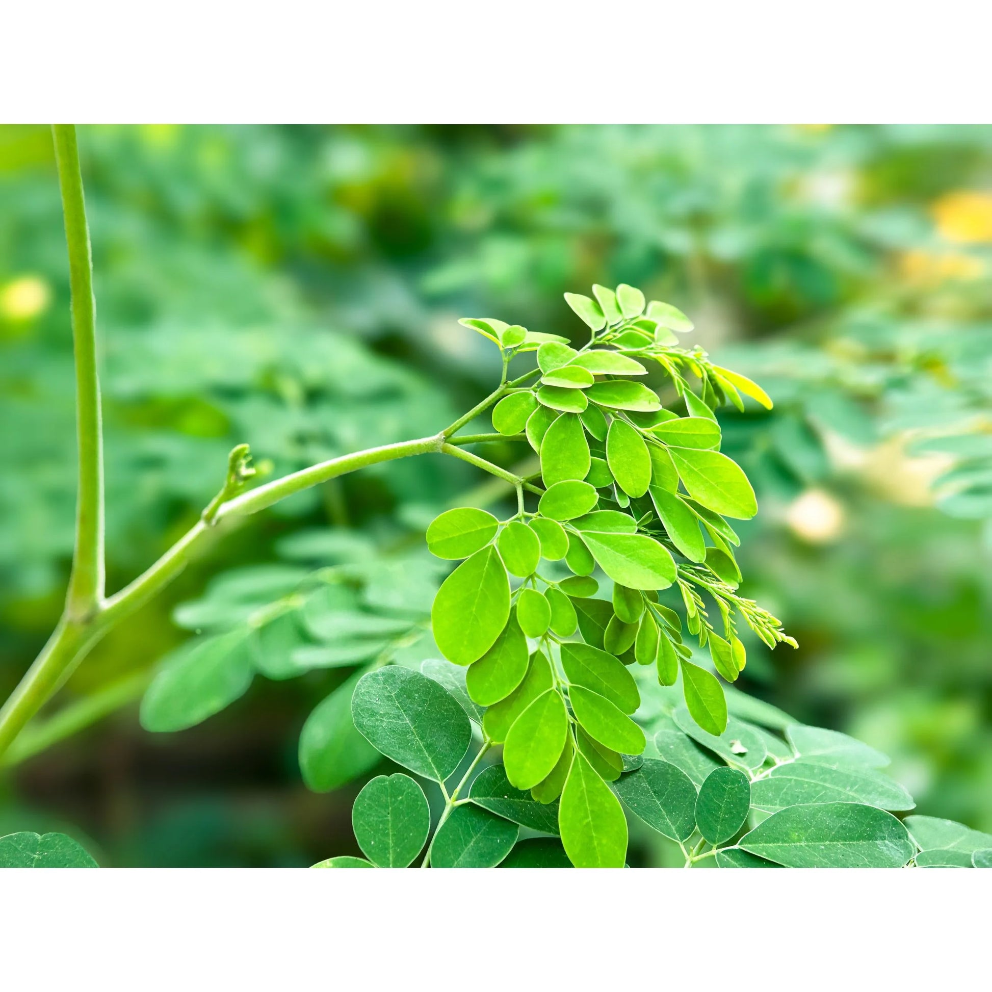 Organic Moringa Tea Bags – 30 Count | Caffeine-Free, Non-GMO, Gluten-Free Herbal Infusion for Wellness