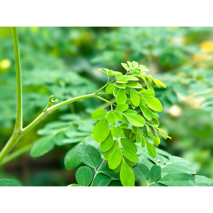 Organic Moringa Tea Bags – 30 Count | Caffeine-Free, Non-GMO, Gluten-Free Herbal Infusion for Wellness