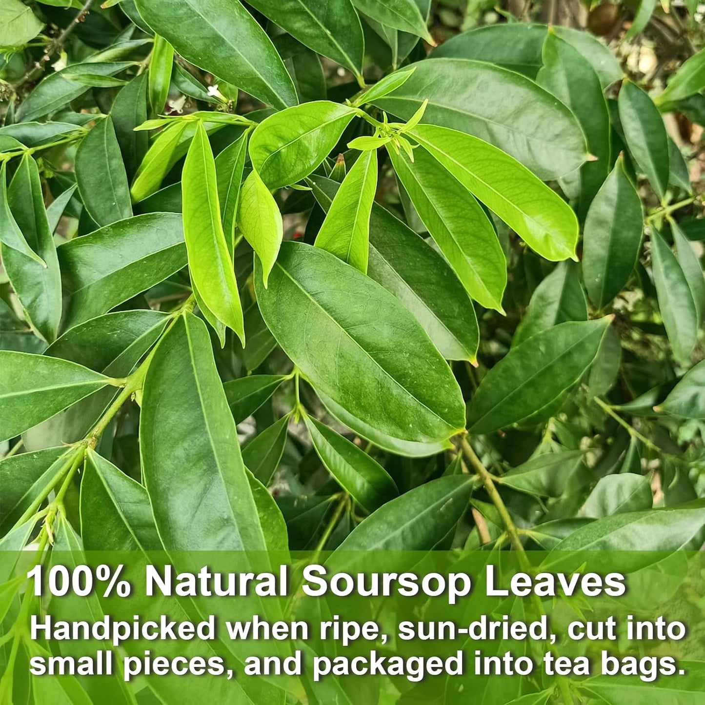 Experience the Tropical Delight of Soursop Leaves Tea - 40 Premium Teabags for Digestion, Skin Health & Relaxation